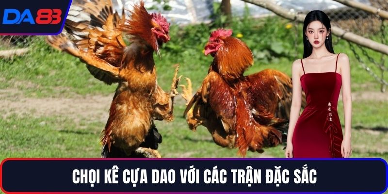 Chọi kê cựa dao với các trận đặc sắc