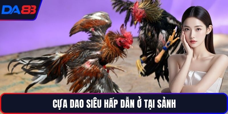 Cựa dao siêu hấp dẫn ở tại sảnh