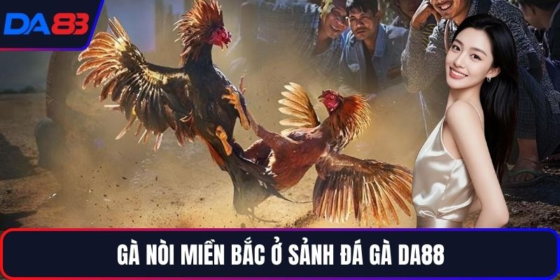Gà nòi miền Bắc ở sảnh đá gà DA88