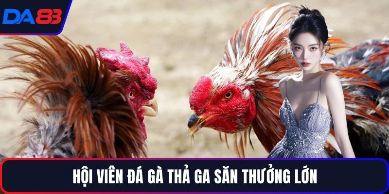 Hội viên đá gà thả ga săn thưởng lớn