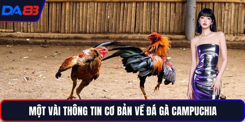 Một vài thông tin cơ bản về đá gà campuchia