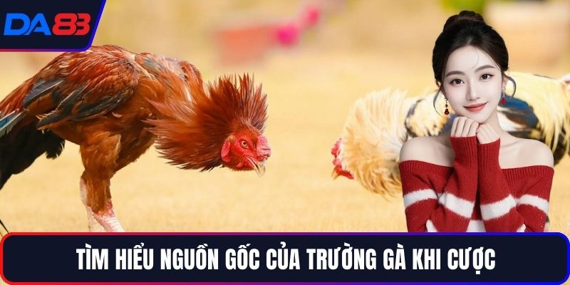 Tìm hiểu nguồn gốc của trường gà khi cược