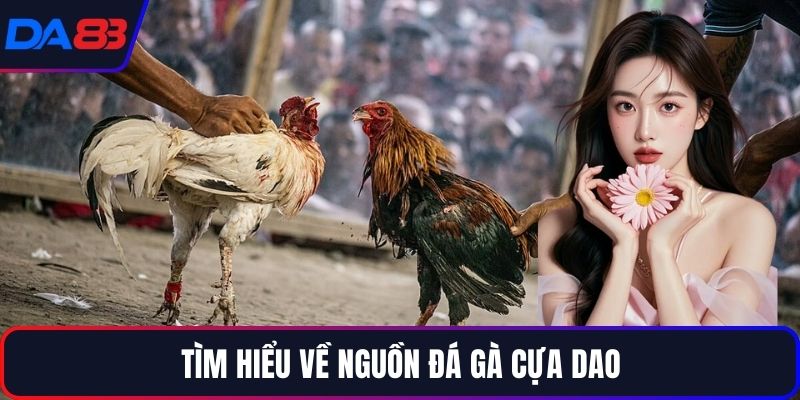 Tìm hiểu về nguồn đá gà cựa dao